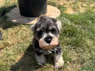 Miniature Schnauzer dogs Two gorgeous pure bred puppies home reared - Advert 1