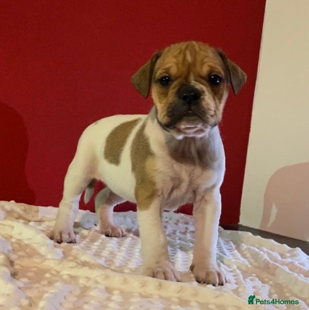 Alapaha Blue Blood Bulldog dogs for sale: TOP QUALITY PURE ALAPAHA BULLDOGS - Advert 6