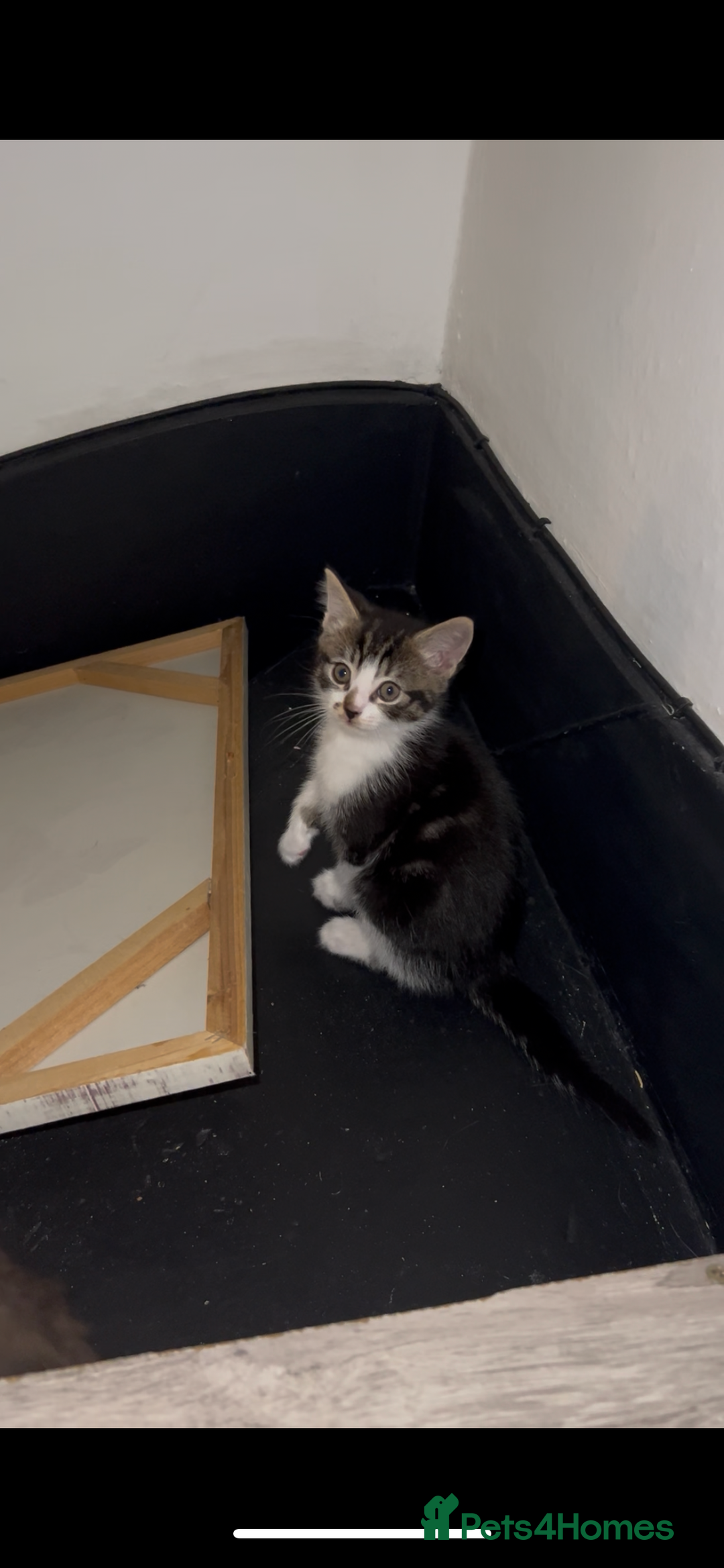 Mixed Breed cats for sale: Cheap Kittens for sale  (Ready to go asap) - Advert 2