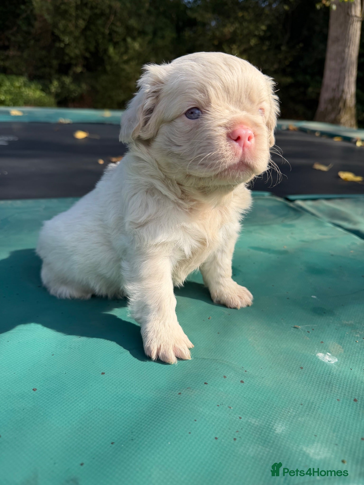 French Bulldog dogs 2 top quality FULL FLUFFY French bulldogs  - Advert 21
