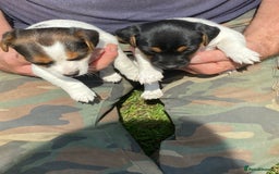 Jack Russell dogs for sale: Jack Russel pups - Image 2