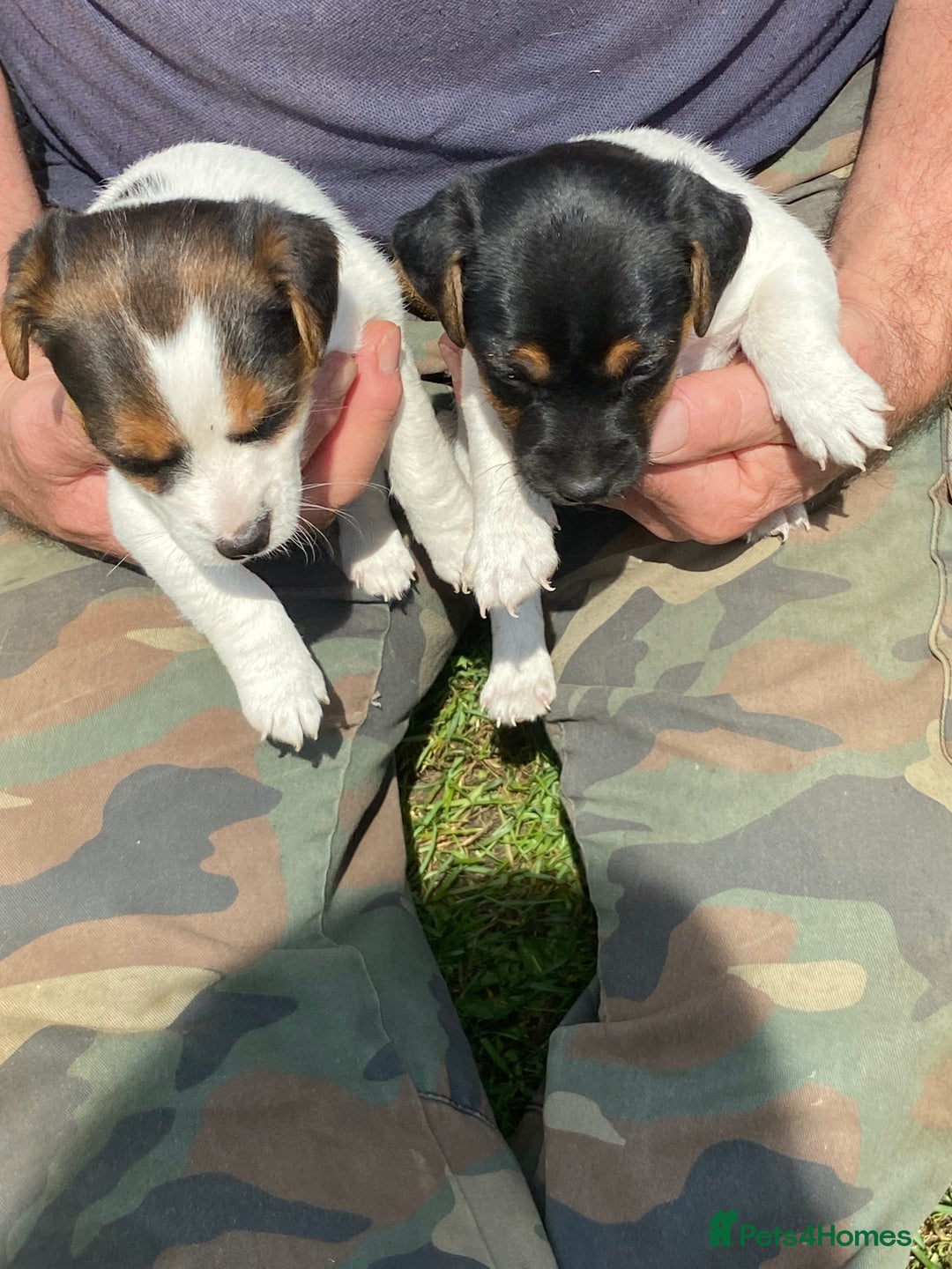 Jack Russell dogs for sale: Jack Russel pups - Image 2