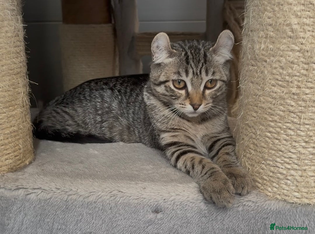 American Curl cats for sale: American curl silver,tabby rare breed - Image 10