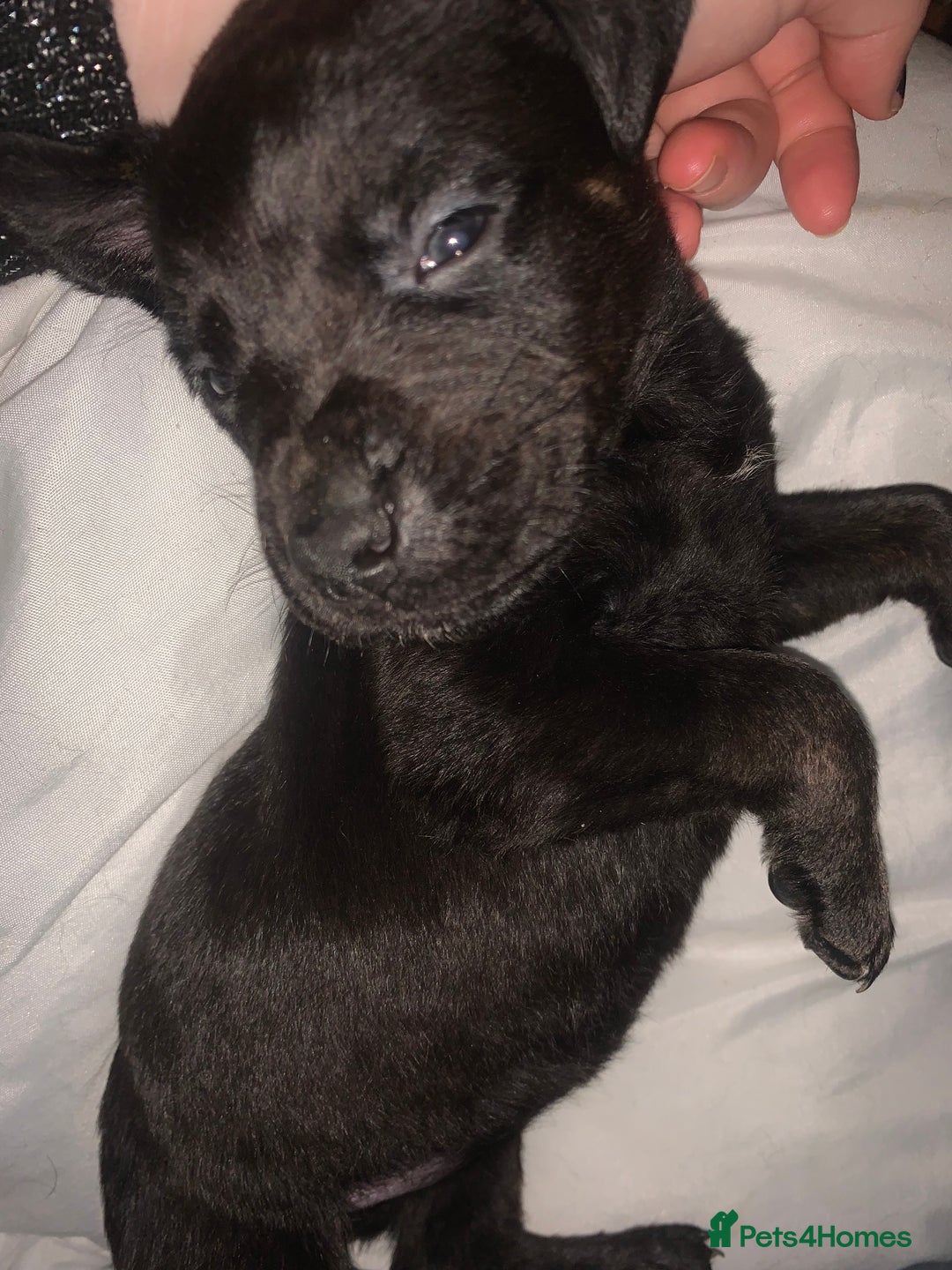 Mixed Breed dogs for sale: 4 stunning boys and 5 even more stunning girls - Advert 16