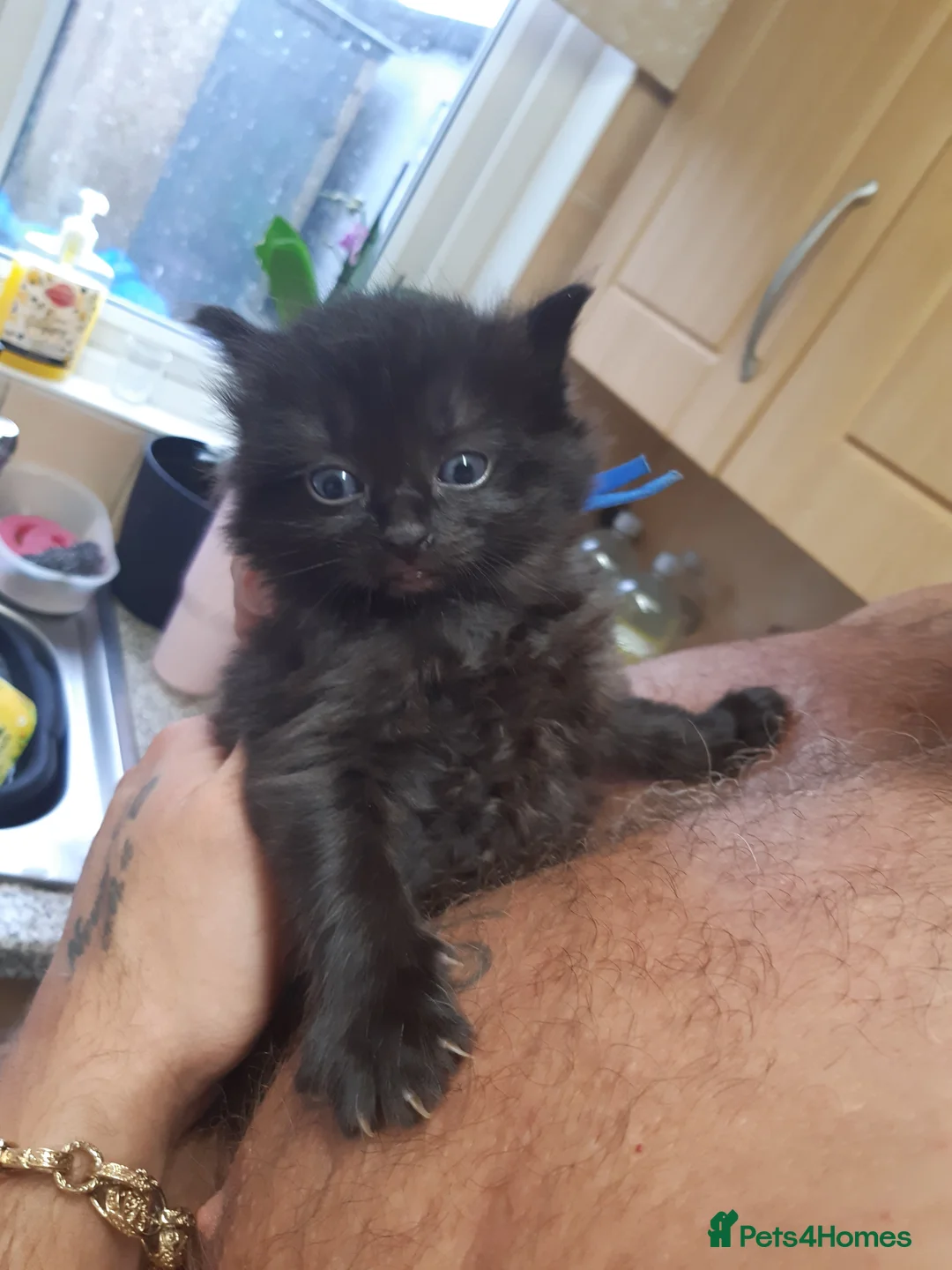 Ragdoll cats for sale: Black fluffy ragdoll x domestic kittens  - Advert 9