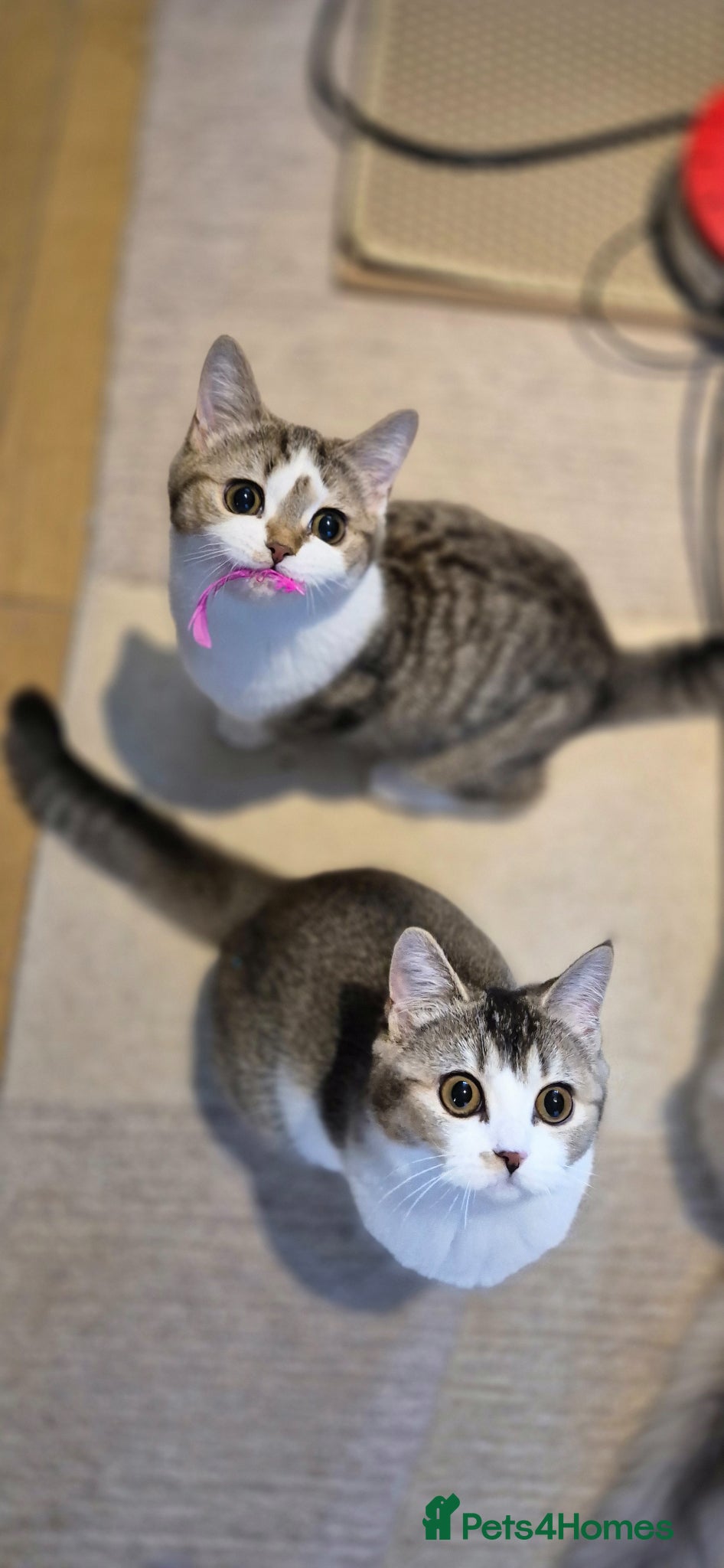 Scottish Fold cats for sale: In your lap Scottish Fold/Straight kittens  - Advert 13