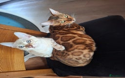 Bengal cats for sale: Prenium TICA registered Bengal Kittens - Image 8