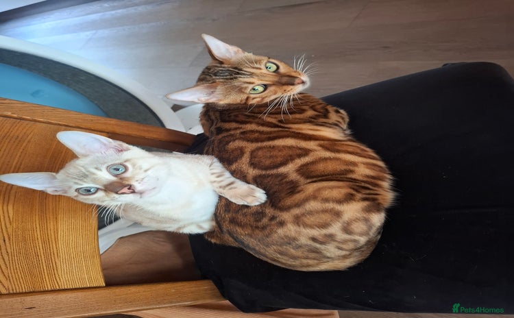 Bengal cats - Advert 1