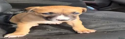 Mixed Breed dogs for sale: Lurcher bull puppies for sale - Advert 7