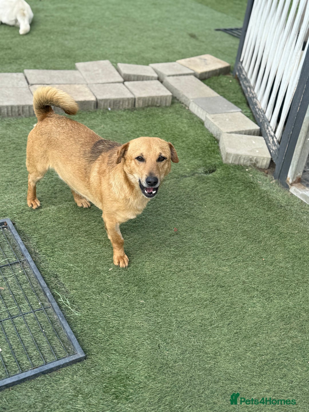 Mixed Breed dogs for adoption: Cute Jerry Needs Love  - Image 7