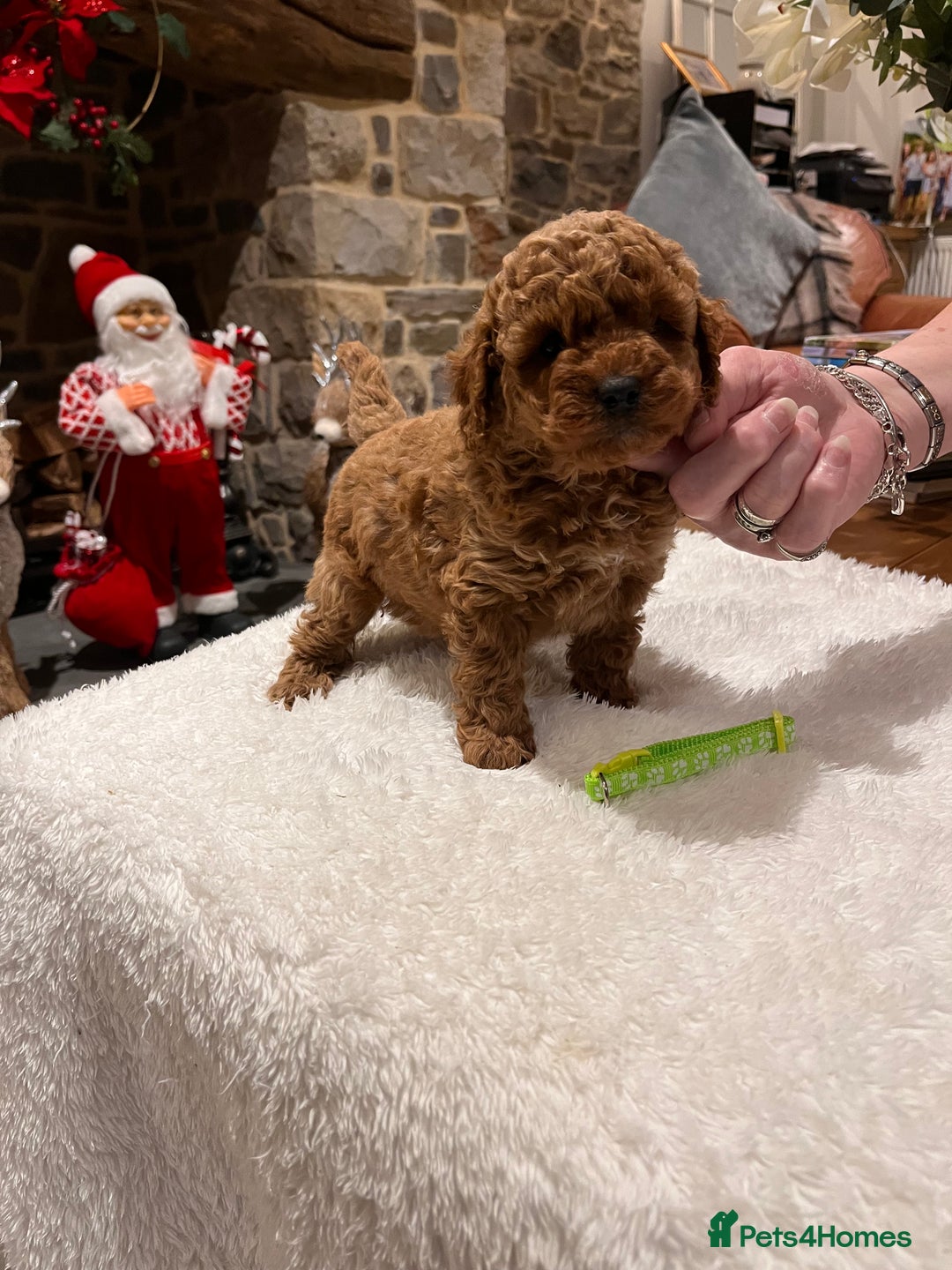 Toy Poodle dogs for sale: Stunning  Red Toy Poodle  puppies  - Advert 9