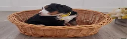 Bernese Mountain Dog dogs for sale: Bernese Mountain Dog Puppies in Leeds - Advert 10