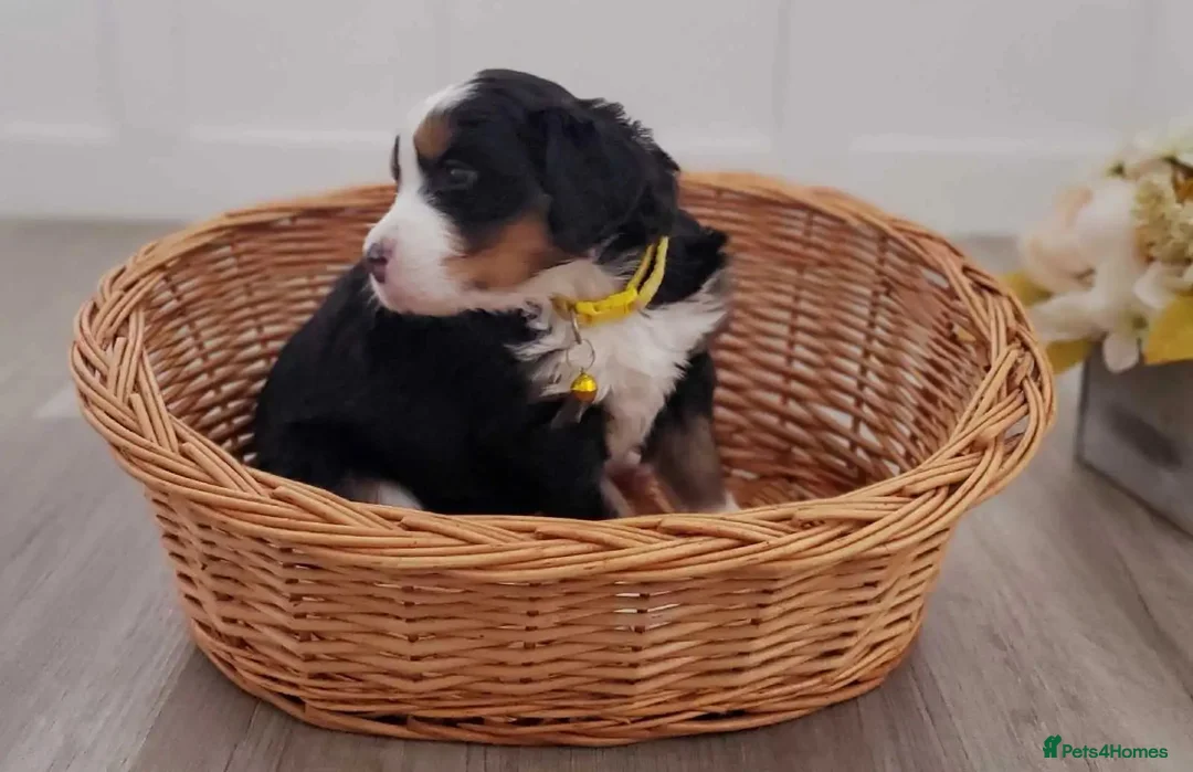 Bernese Mountain Dog dogs for sale: Bernese Mountain Dog Puppies in Leeds - Advert 10