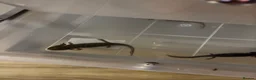Axolotl reptiles for sale: Baby axolotls for sale - Advert 5