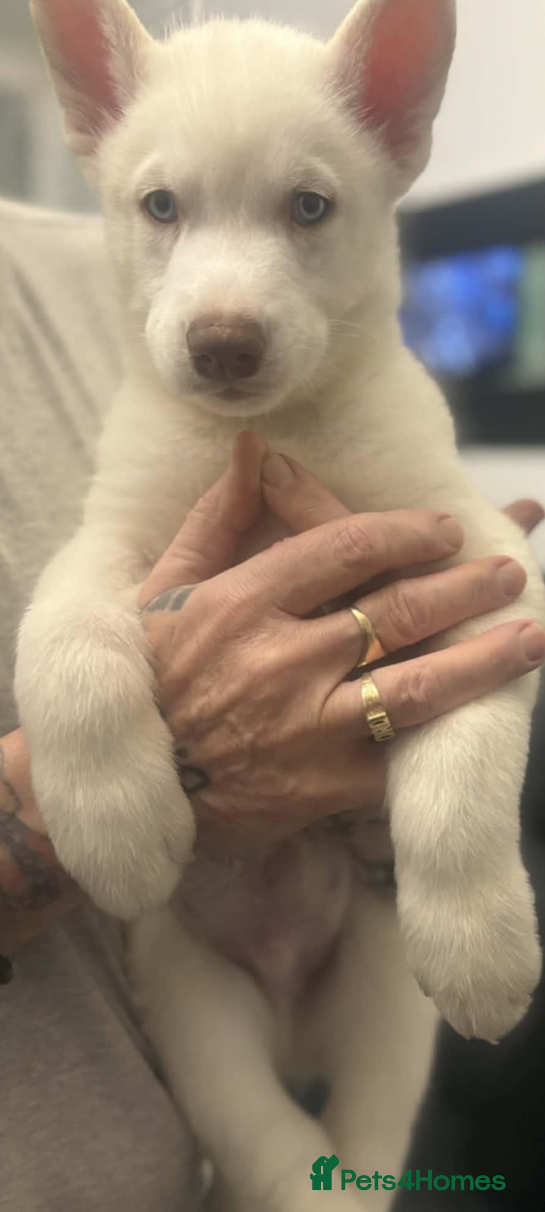 Siberian Husky dogs for sale: Siberian Husky puppies - Advert 3