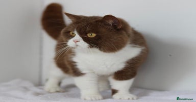 British Shorthair cats - Advert 10