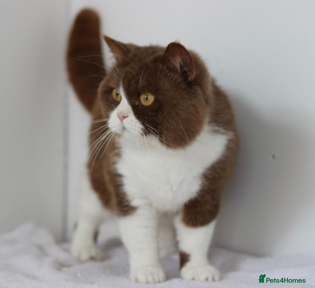 British Shorthair cats for sale: 🏆 For Sale GCCF Registered Active Male Stud  - Image 2