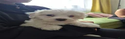 Maltese dogs for sale: Maltese Bitch for sale in Doncaster - Advert 3