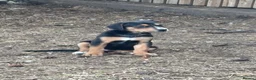 Mixed Breed dogs for sale: Doberman x lurcher puppies - Advert 15