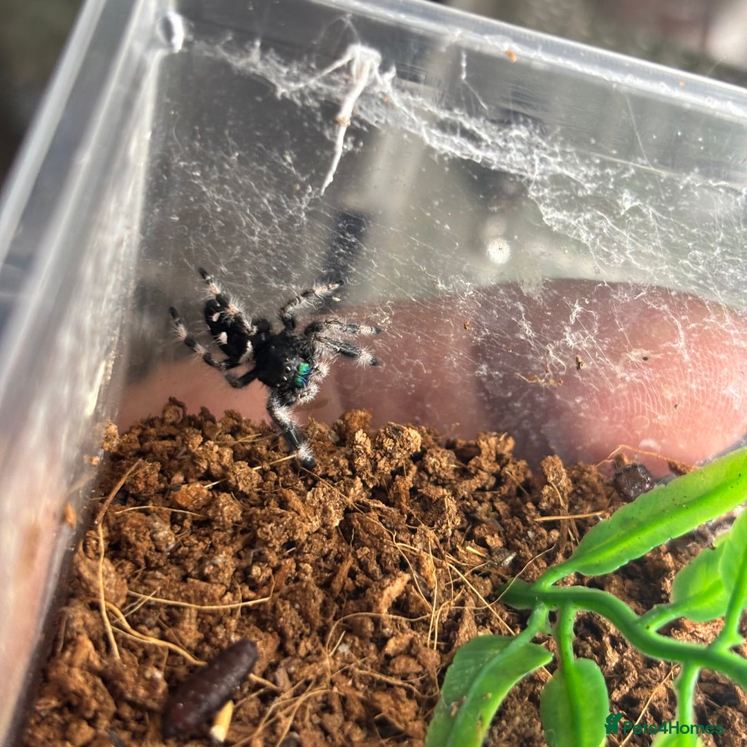 Spiders invertebrates for sale: Regal jumping spiders - Advert 2