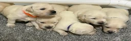 Golden Retriever dogs for sale: Beautiful healthy puppies - Advert 11
