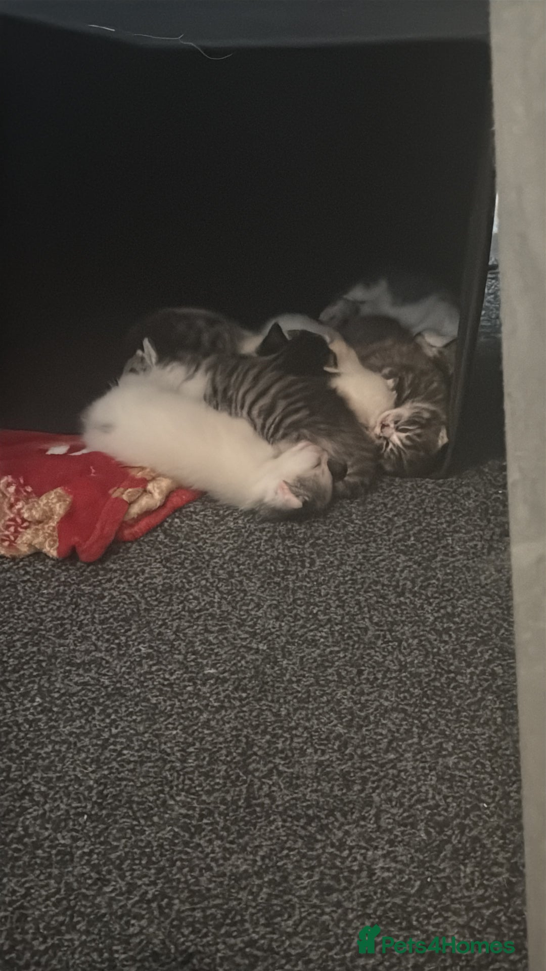 British Shorthair cats for sale: Short hair kittens available  - Image 7