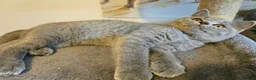 British Shorthair cats for sale: Champion lines British Shorthair kittens  - Advert 11