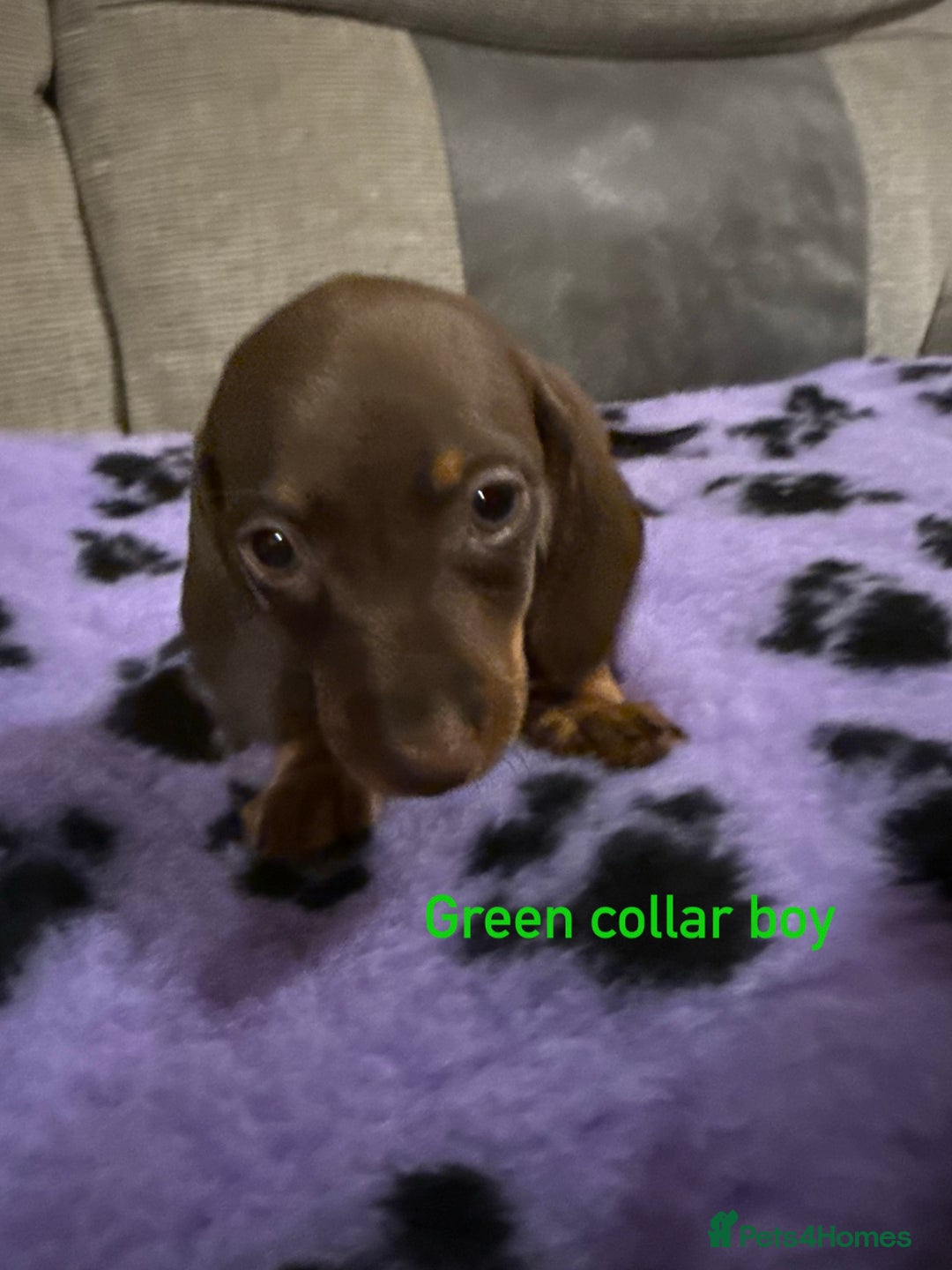 Miniature Dachshund dogs for sale: 3 chocolate and tan miniature dachshund puppies - Image 6