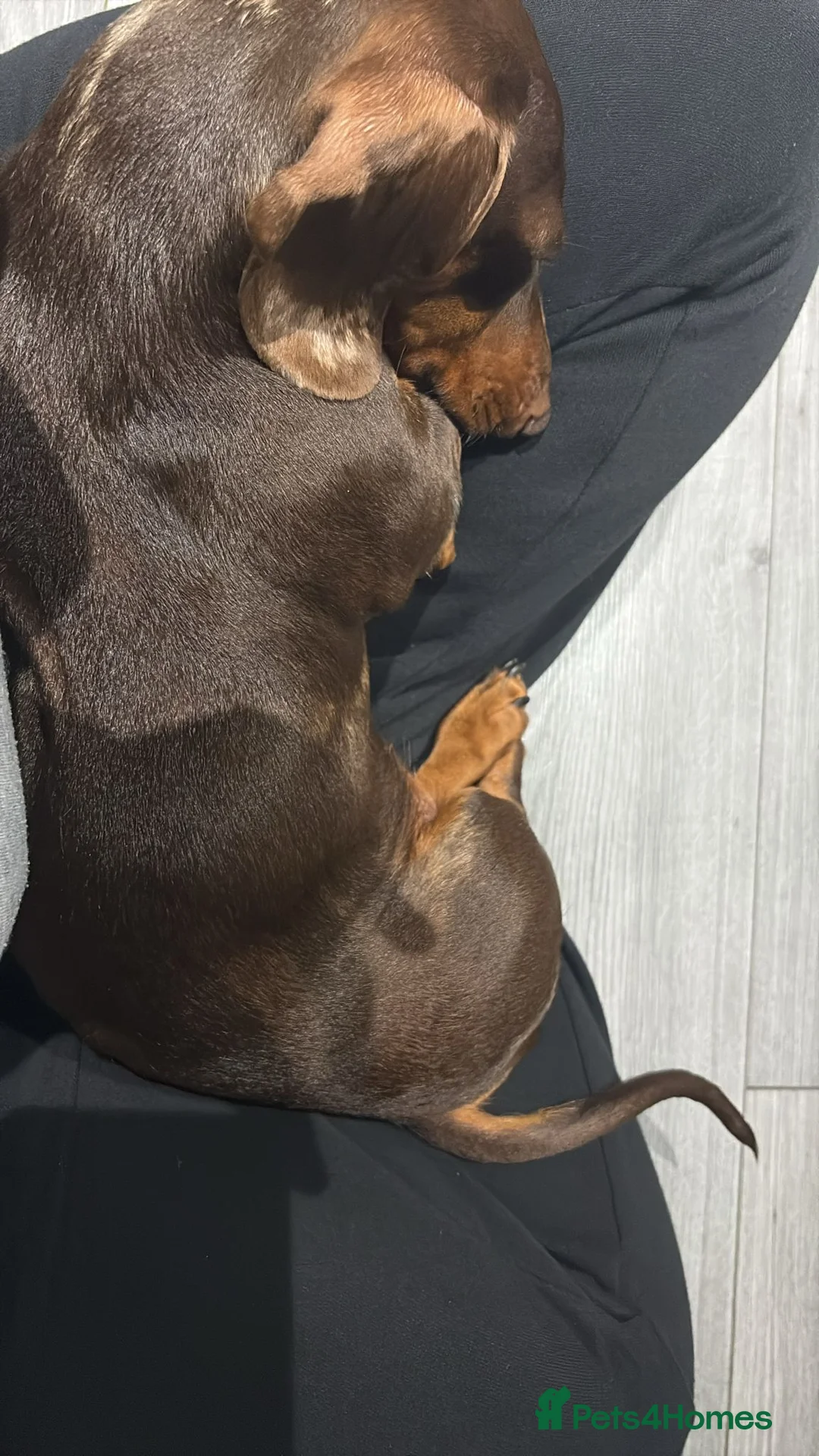 Miniature Dachshund dogs for sale: Mini dachshund rehoming nearly 2yrs  in Broadstairs - Advert 3