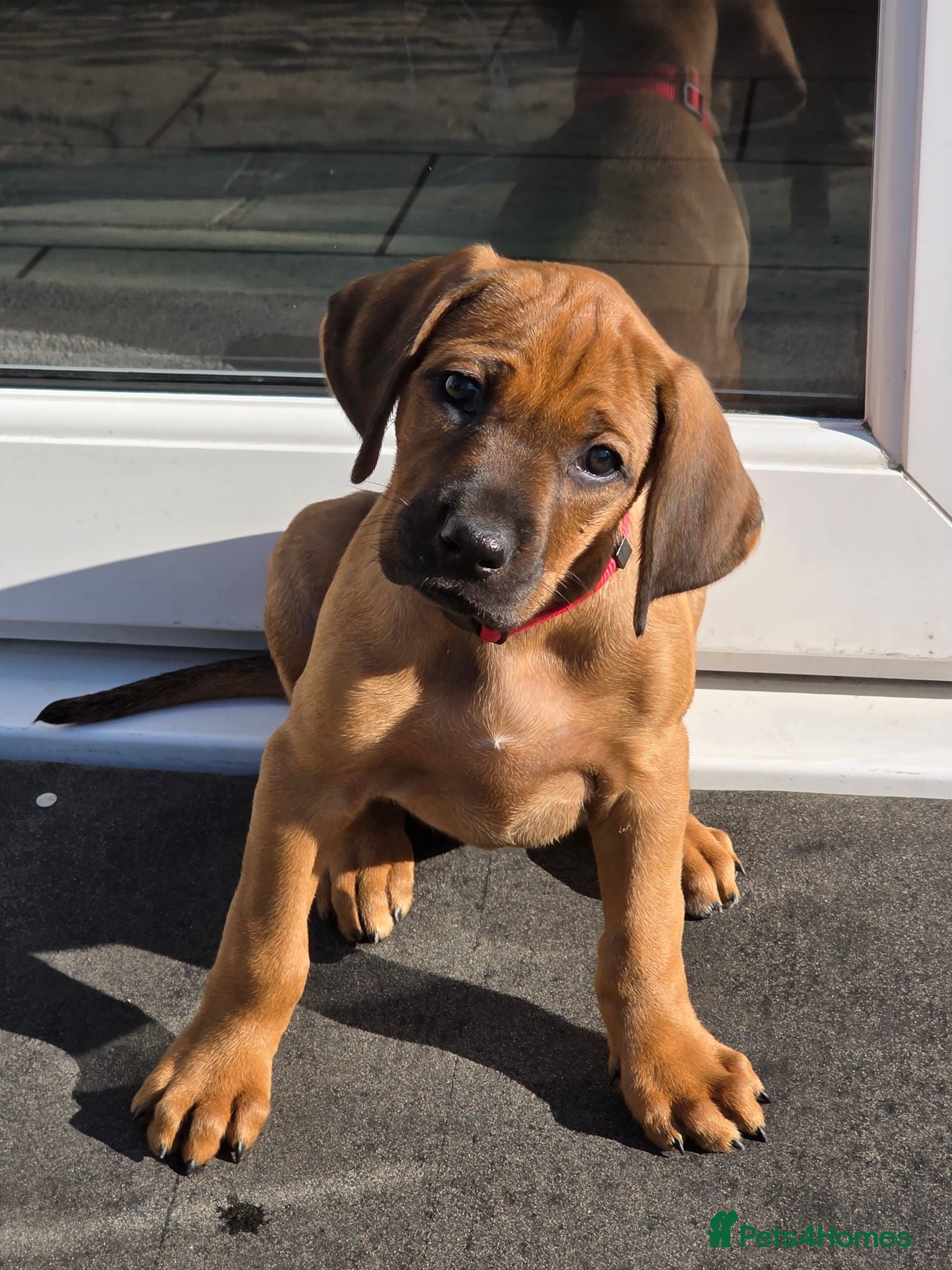 Rhodesian Ridgeback dogs Outstanding Pedigree Ready 16.06.26 - Advert 8
