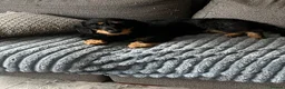 Dachshund dogs for sale: 1 year old female dachshund  in Loughborough - Advert 1