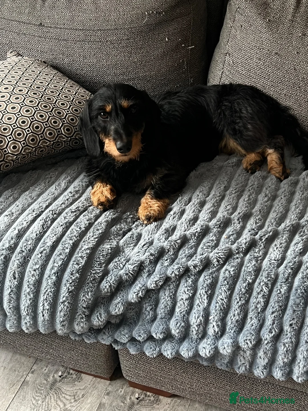 Dachshund dogs for sale: 1 year old female dachshund  in Loughborough - Advert 1