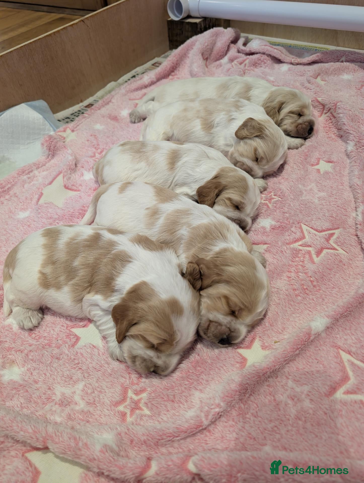 Cocker Spaniel dogs Orange Roan Show Cocker Pups - Advert 3