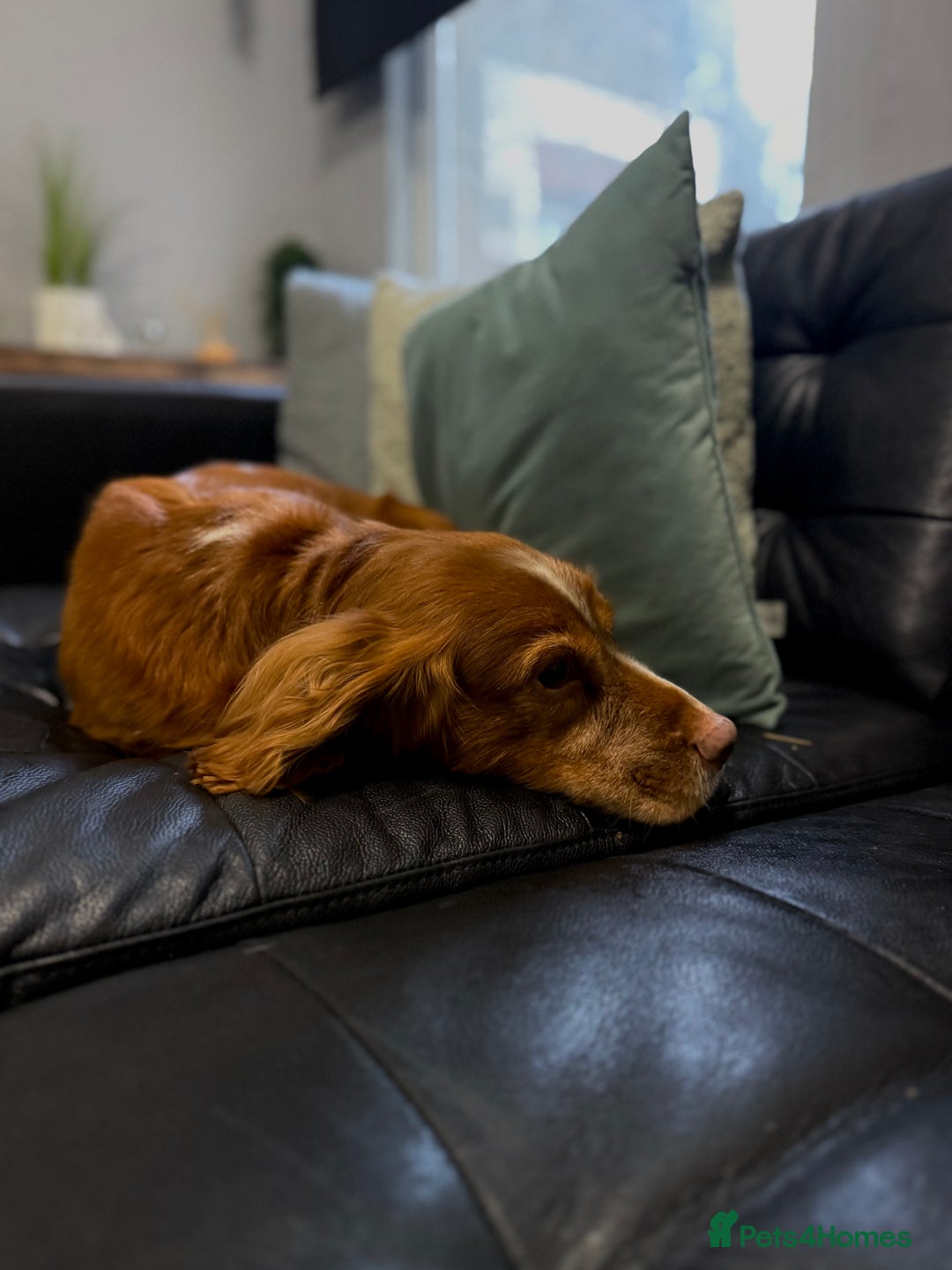 Cocker Spaniel dogs for sale: Cocker spaniel  - Advert 3