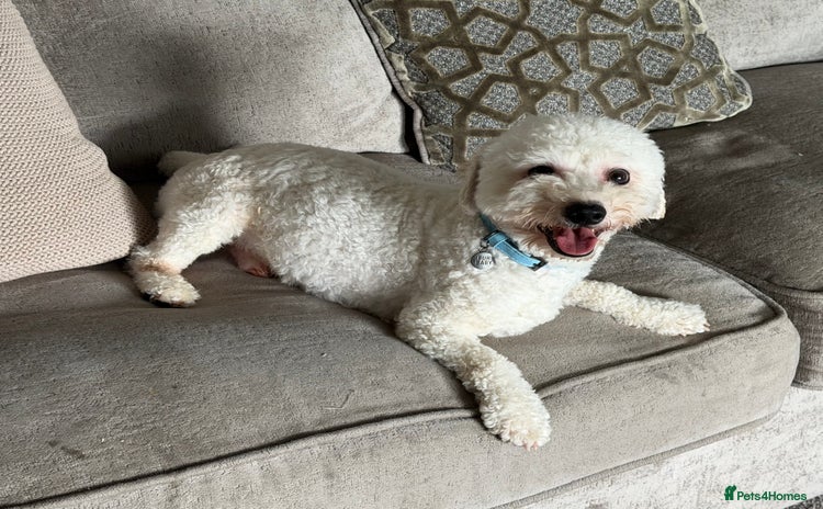Bichon Frise dogs - Advert 1