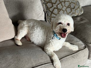 Bichon Frise dogs - Advert 20