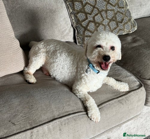 Bichon Frise dogs - Advert 2