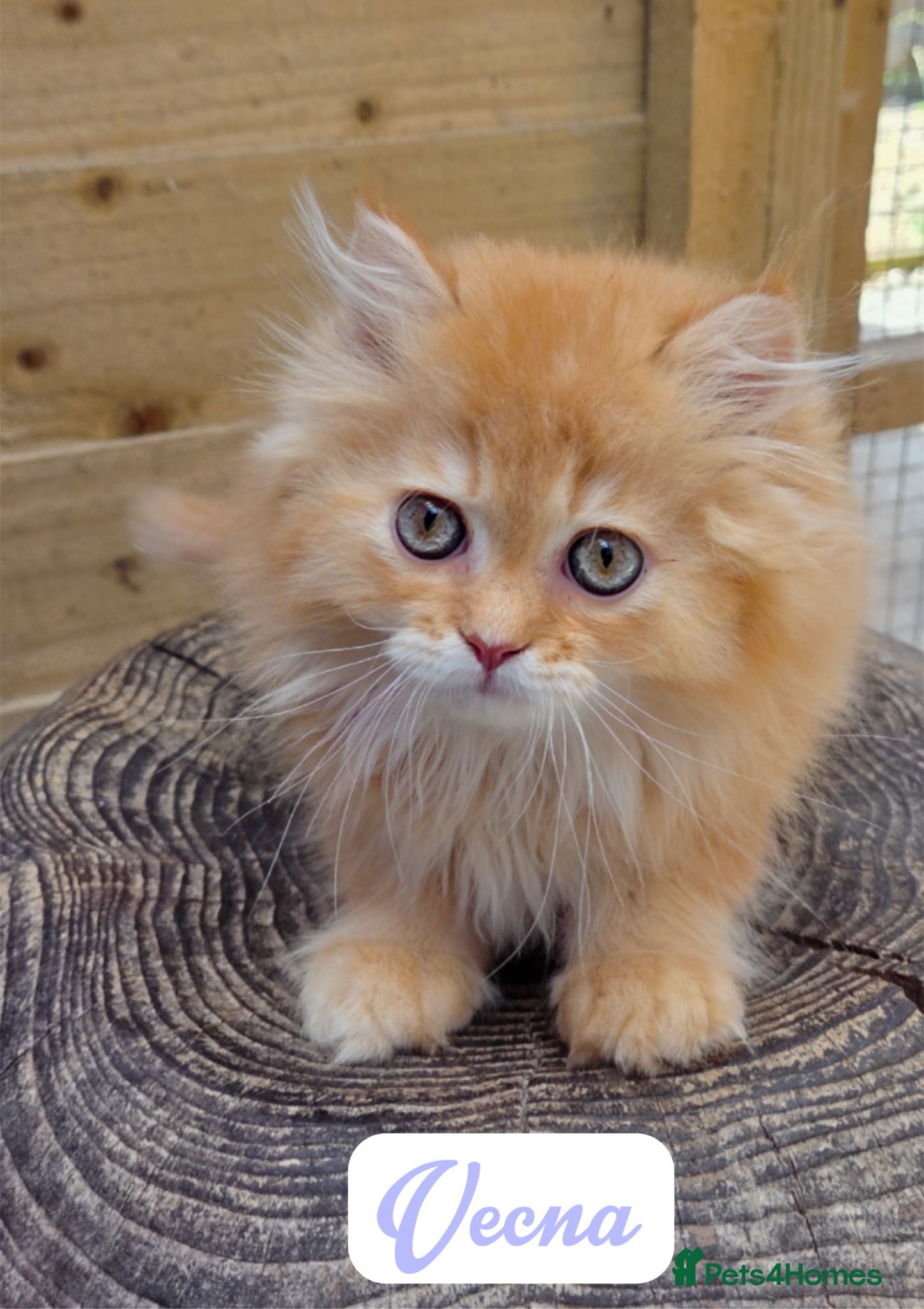 British Longhair cats 💖 Champion Line, British SH/LH Cuties 💖 - Advert 2