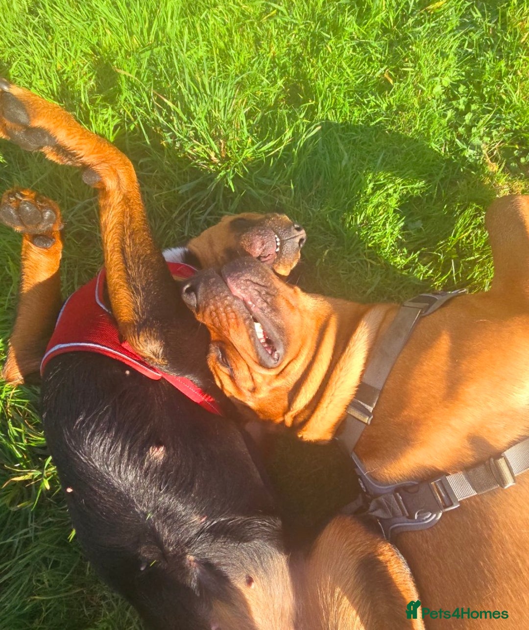 Mixed Breed dogs for sale: Farm dogs due. Rottweiler & dogue de bordeaux  - Advert 2