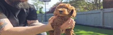 Cavapoo Puppy Green (Colin)