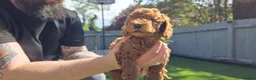 Cavapoo dogs for sale:  🩵Red cavapoos, ready to leave🩵 - Advert 23