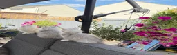 Persian cats for sale: Beautiful Persian Kittens Available forLovingHomes - Advert 22