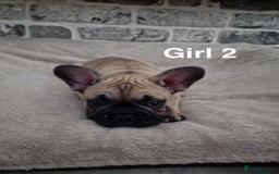 French Bulldog dogs for sale: French bulldog Puppies  - Image 5