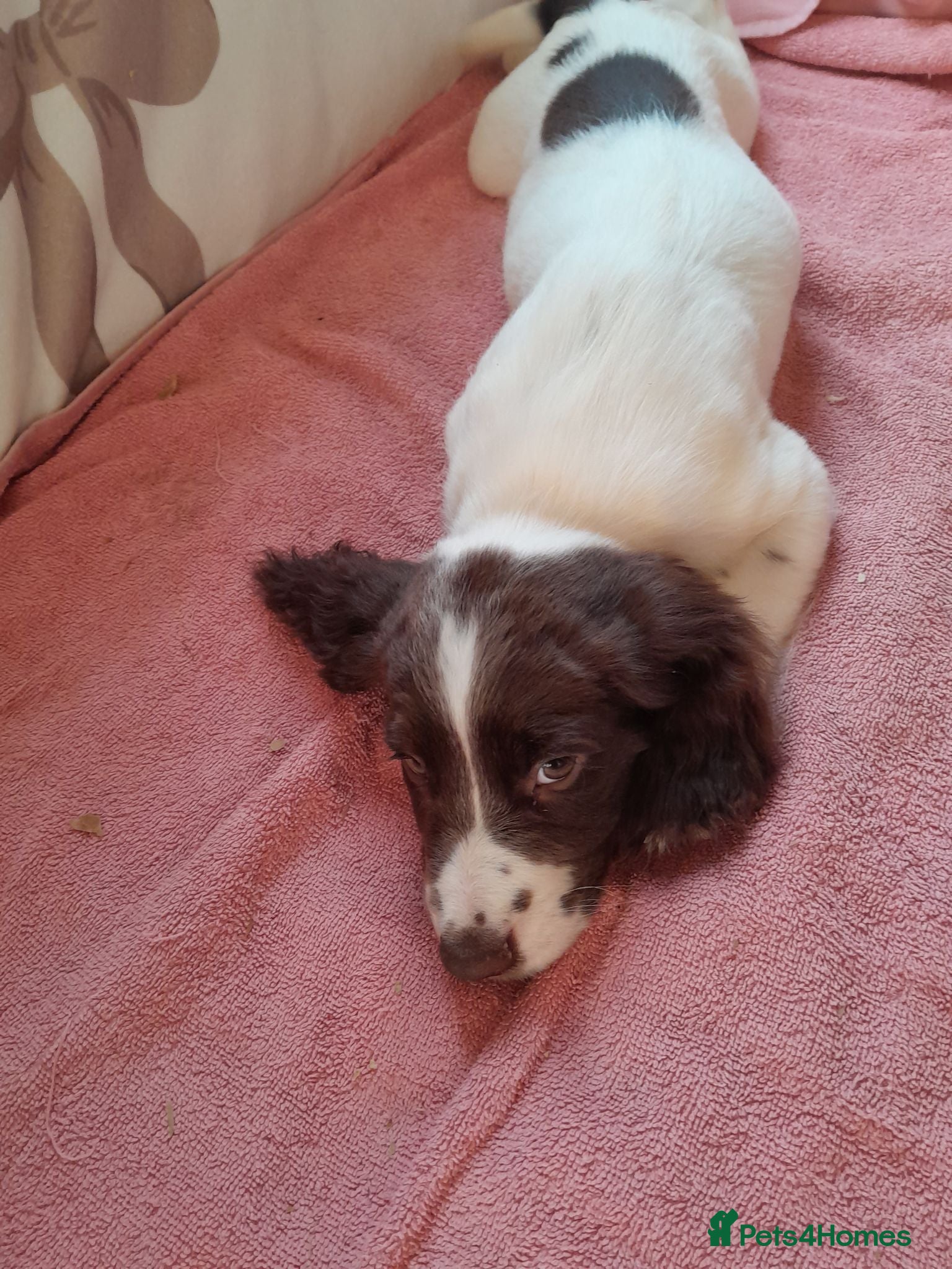 Sprocker dogs Sprocker puppies for sale  - Advert 1