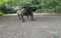 Presa Canario dogs for stud: Working line Presa for stud puppy deals available  - Image 1
