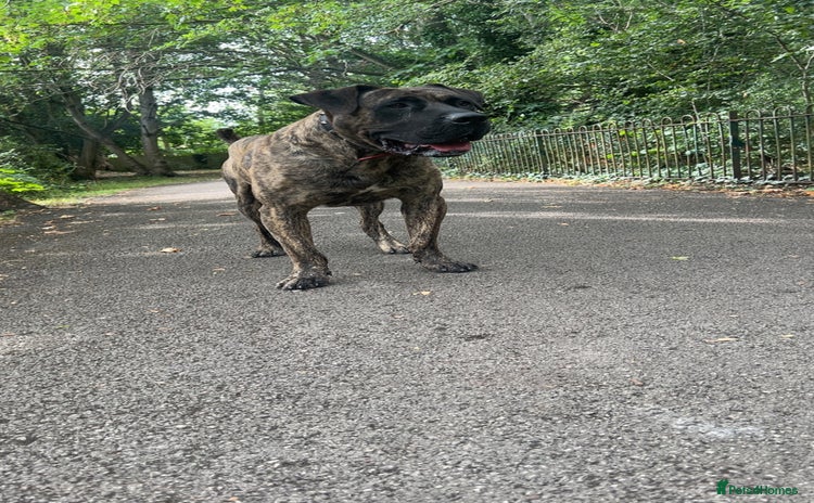 Presa Canario dogs - Advert 1