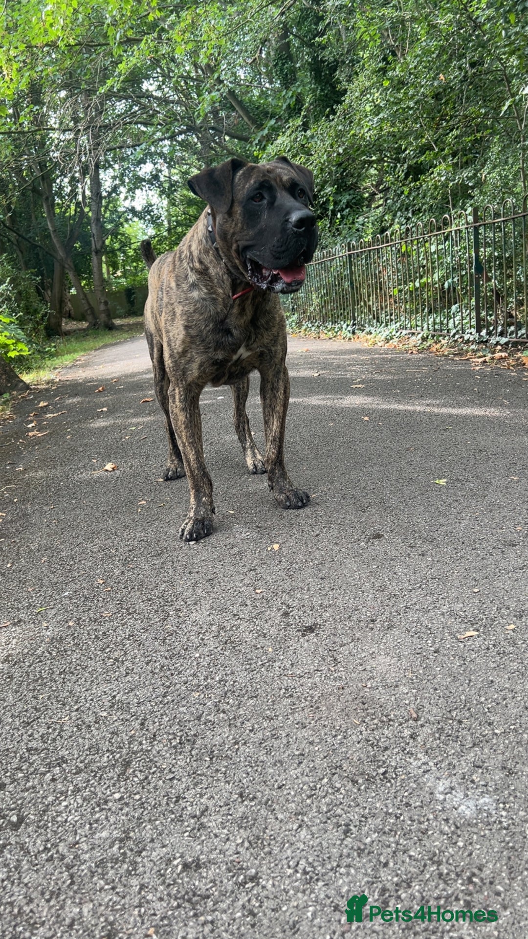 Presa Canario dogs for stud: Working line Presa for stud puppy deals available  - Image 1