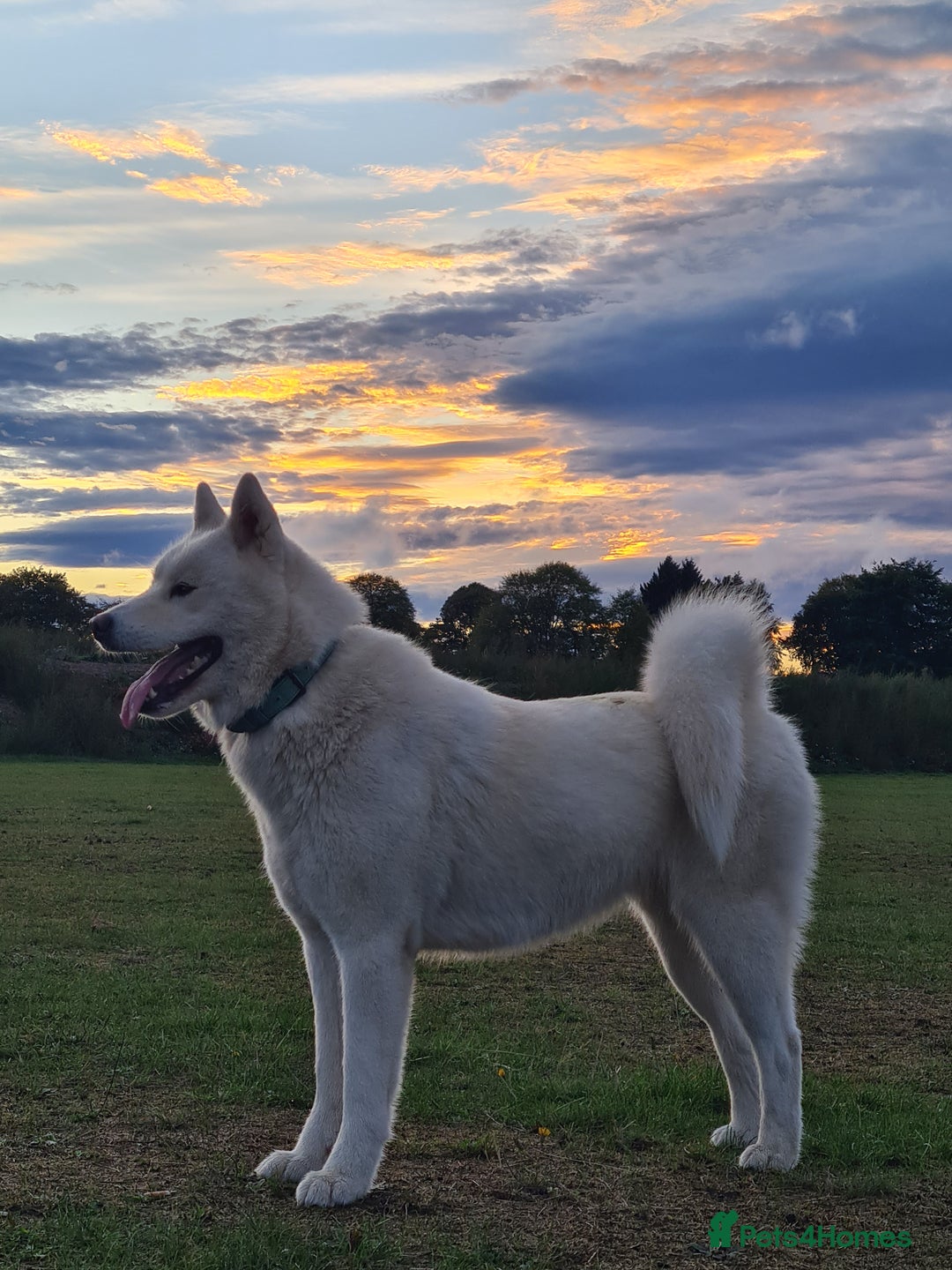 Mixed Breed dogs for sale: Czech Wolfdog × Akita/Malamute Puppies - Advert 10