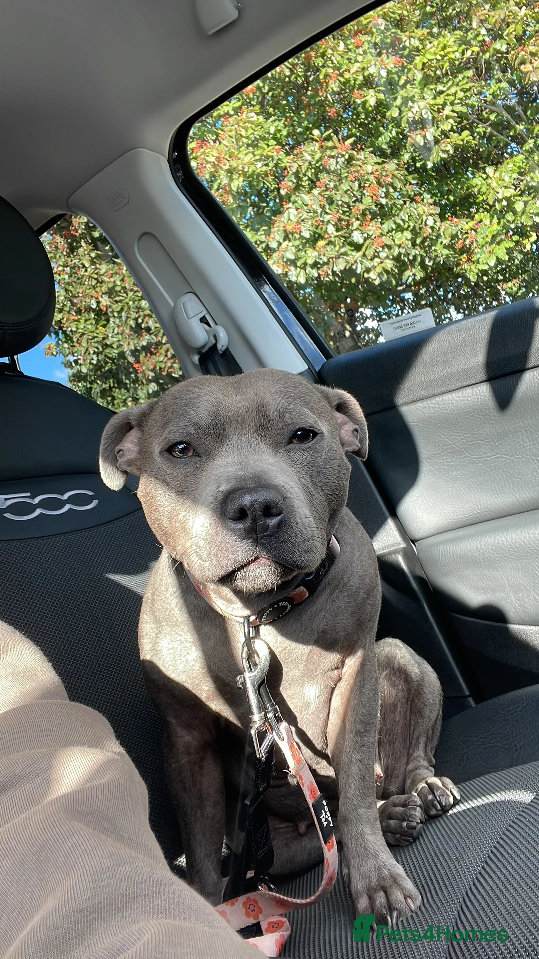 Staffordshire Bull Terrier dogs for sale: Skye - Staffordshire bull terrier  - Advert 5