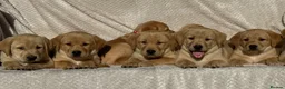 Labrador Retriever dogs for sale: Beautiful litter of KC reg Labrador puppies  - Advert 18